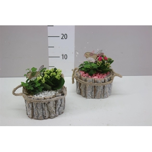 Arr 1192 Schors Mini