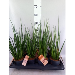 Sansevieria cyl.  ...