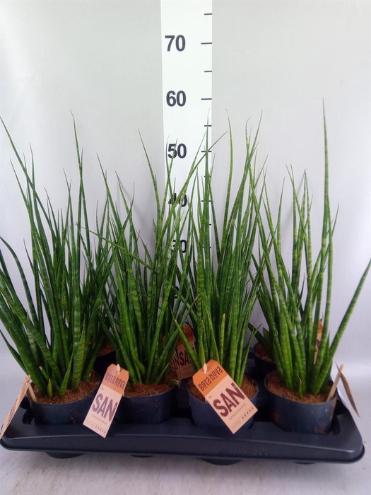 <h4>Sansevieria cyl.  ...</h4>