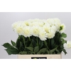 Dahlia Boom Boom White