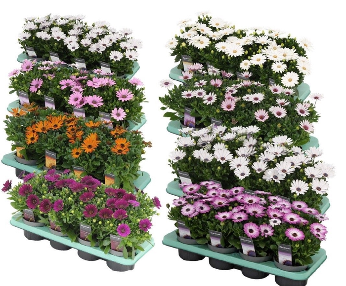 Osteospermum mixkar Decorum