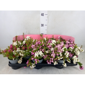 Gaultheria mucronata