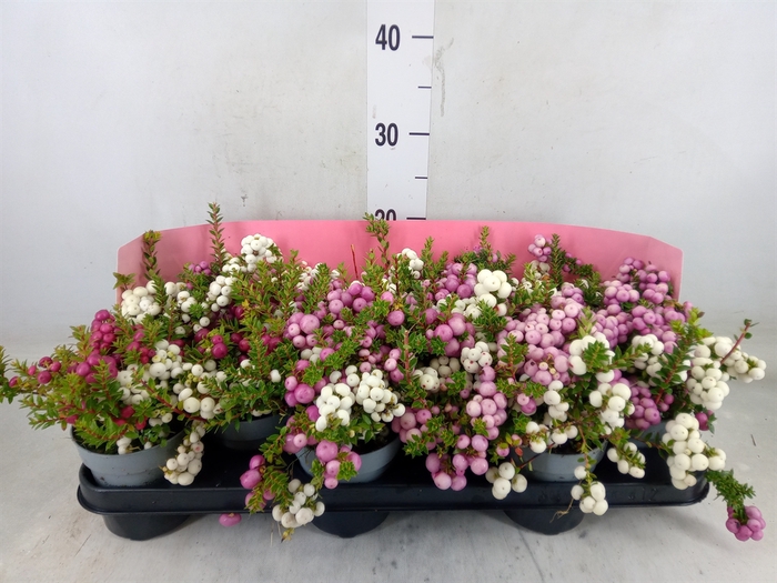 <h4>Gaultheria mucronata</h4>