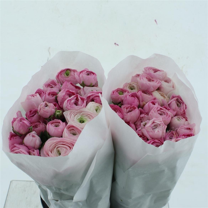 <h4>Ran El Pink Extra ( White Paper )</h4>