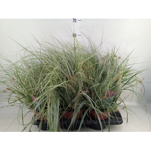 Carex oshimensis 'Everest'