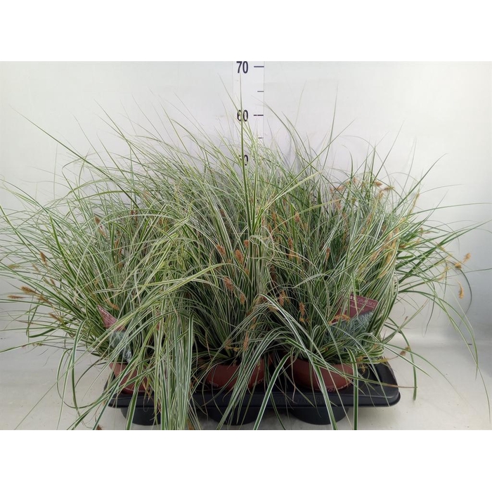 <h4>Carex oshimensis 'Everest'</h4>