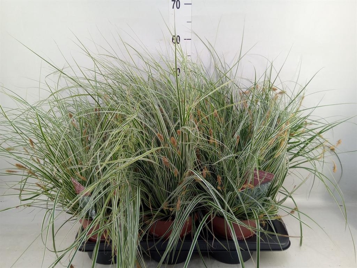 Carex oshimensis 'Everest'
