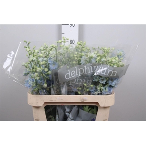 Delph Du Dewi Boy