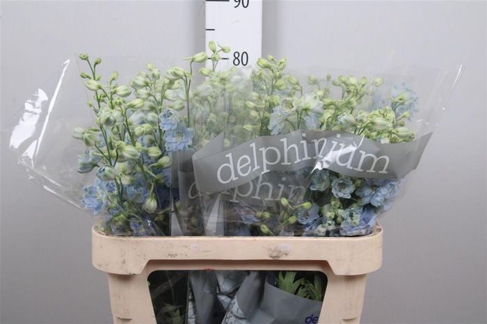 <h4>Delph Du Dewi Boy</h4>