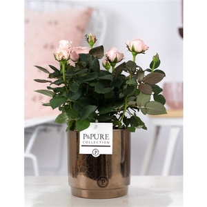 Rosa light pink in P&PURE Juliette ceramics goldbronze