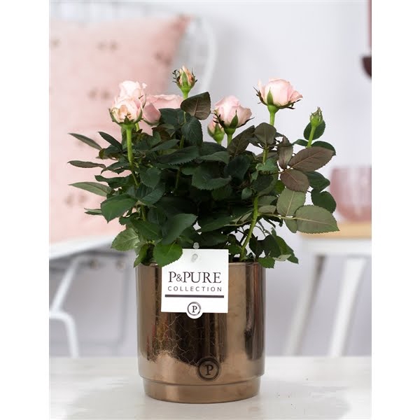 <h4>Rosa light pink in P&PURE Juliette ceramics goldbronze</h4>