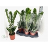Zamioculcas Zamiifol