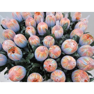 Chr G Antonov Vulcano