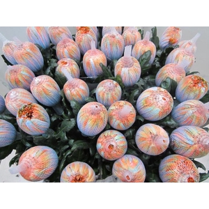 Chr G Antonov Vulcano