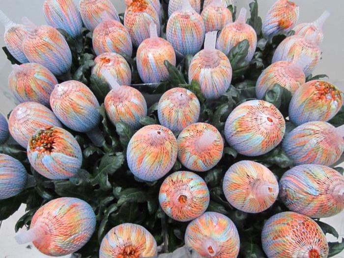 <h4>Chr G Antonov Vulcano</h4>