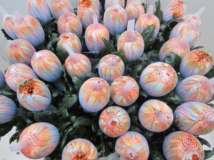 <h4>Chr G Antonov Vulcano</h4>