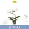 Phalaenopsis overig wit