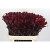 Leucadendron Saf Sunset Dark R.