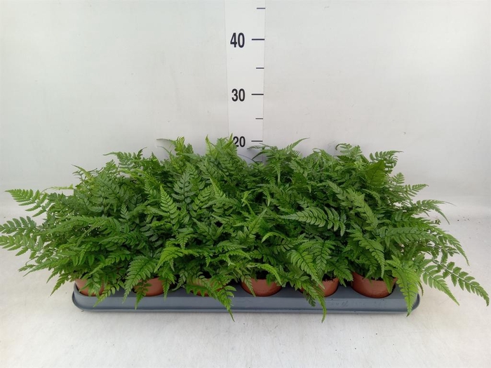 <h4>Athyrium   ...</h4>