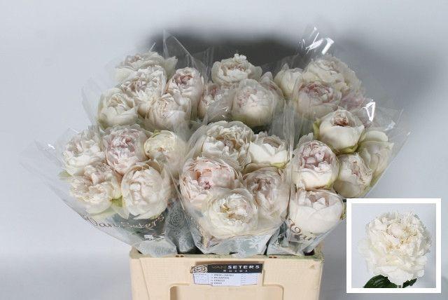 <h4>Paeonia Odile 50 cm</h4>