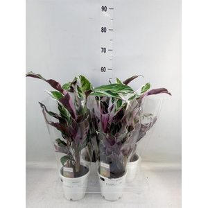 Calathea  'Fusion White'