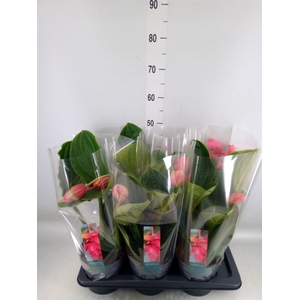 Medinilla magn. 'Flamenco'