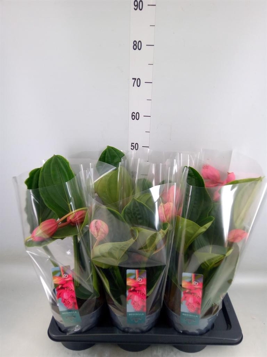 <h4>Medinilla magn. 'Flamenco'</h4>