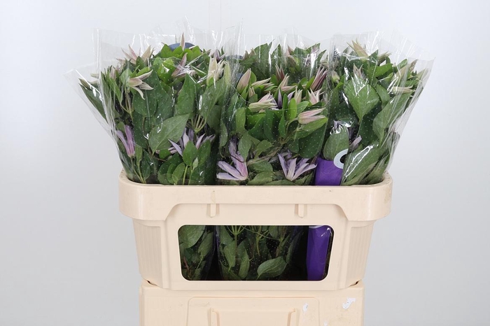 <h4>Clem Amazing Miami</h4>