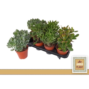 Crassula Mixed 12Ø 19cm