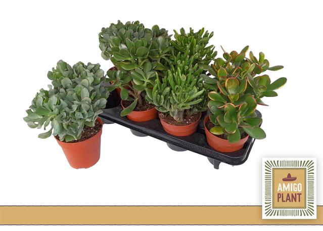 Crassula Mixed 12Ø 19cm