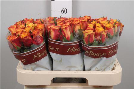 <h4>R Gr Wildfox</h4>