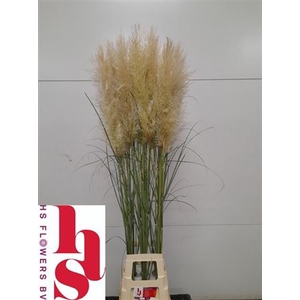 Cortaderia Ov