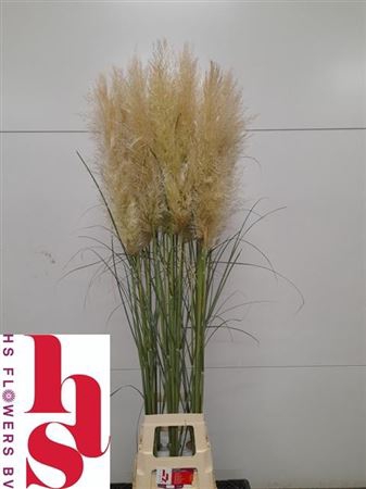 <h4>Cortaderia Ov</h4>