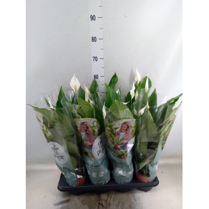 Spathiphyllum  'Sweet Chico'