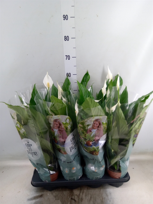 <h4>Spathiphyllum  'Sweet Chico'</h4>