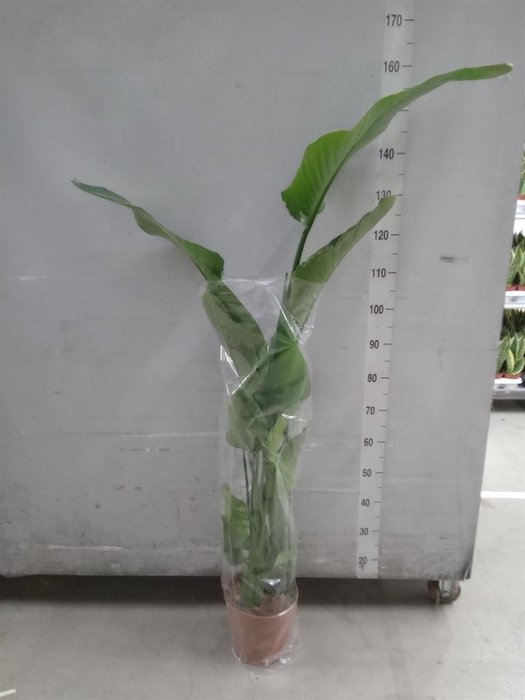 <h4>Strelitzia nicolai</h4>