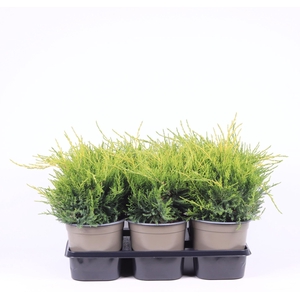 Juniperus x pfitzeriana Old Gold