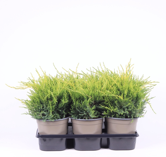 <h4>Juniperus x pfitzeriana Old Gold</h4>