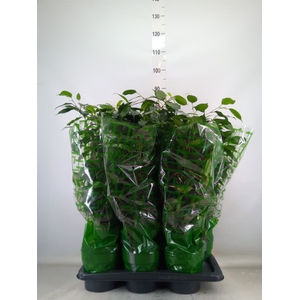 Ficus benja. 'Danielle'