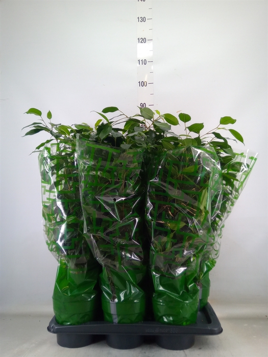 <h4>Ficus benja. 'Danielle'</h4>