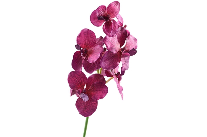 <h4>Vanda Orchid Pink Dark FL430225DPK</h4>