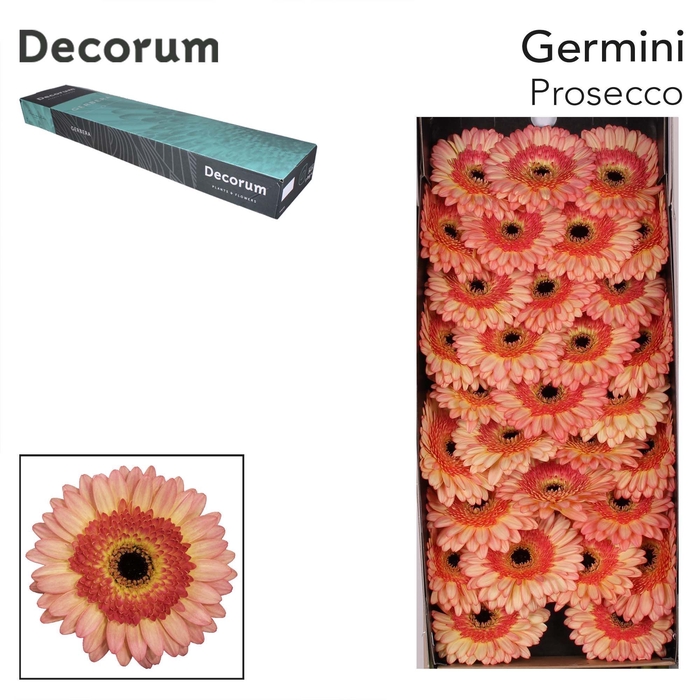 <h4>Germini Prosecco Half doos</h4>