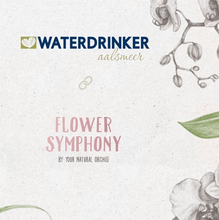 <h4>Phalaenopsis ...mix</h4>