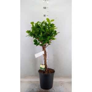 Ficus microcarpa 'Moclame'