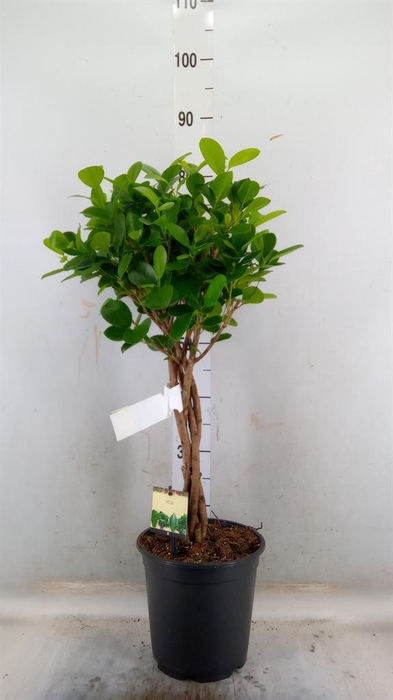 <h4>Ficus microcarpa 'Moclame'</h4>