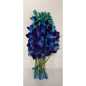 DENDR BLAUW GEVERFDE DEN BL GEV