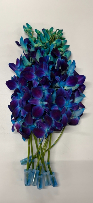 <h4>DENDR BLAUW GEVERFDE DEN BL GEV</h4>