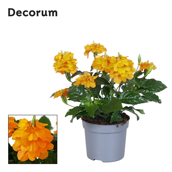 <h4>Crossandra Fortuna 13 Cm Decorum</h4>