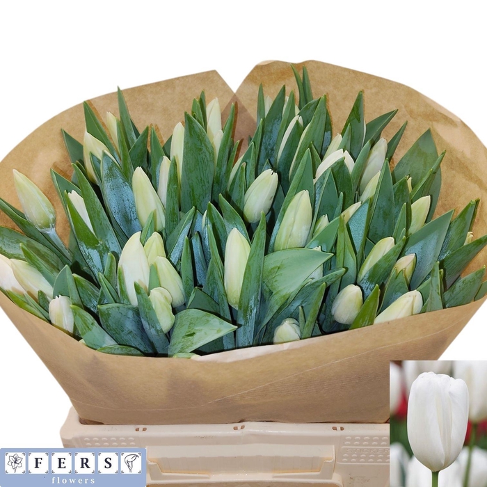 <h4>TU EN SNOWBOARD</h4>