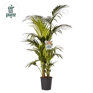 KENTIA - P27 H200 - 12PP - Air So Pure (Howea forsteriana)